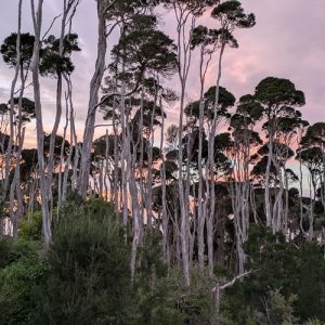 Paperbarks in the sunrise King Island