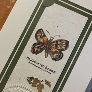Bright-Eyed Brown Butterfly available as a bookmark card or print by Joanna Gair