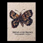 Bright-Eyed Brown Butterfly available as a bookmark card or print by Joanna Gair
